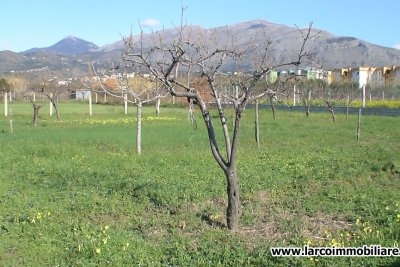 Terreno agricolo in vendita