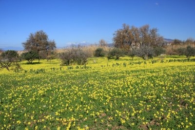 Земля для застройки  с индексом 1.50 равнинная и  земля для сельскохозяйственных назначений