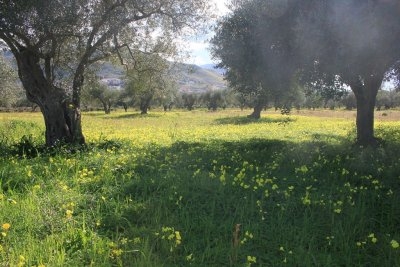 agricultural land with olive grove