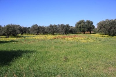  terreno agricolo con uliveto